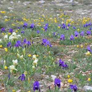 iris sauvages vers le Roc de Mérigou (Causse du Larzac)