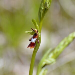  Ophrys mouche vers les Rocs de Louradou (Aveyron)