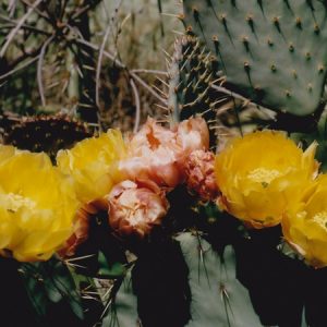 Floraison de cactus - Salagou 