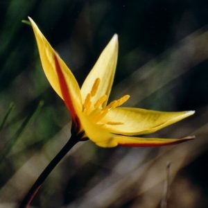 Tulipe australe - Sur le causse du Larzac