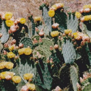 Cactus et fleurs - Lac du Salagou 