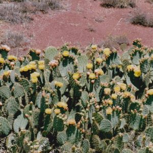 Cactus en fleurs - Berges sud du Lac du Salagou, Hérault (34)