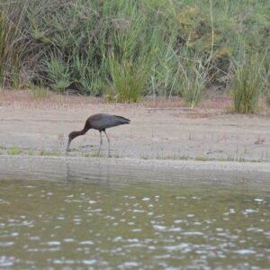 ibis falcinelle,  les étangs de Vendres-Plage (Hérault)