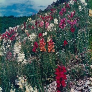 mufliers sauvages ou gueules-de-loup -  Causse du Larzac 