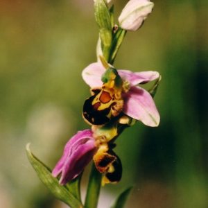 Ophrys abeille - Sur le causse du Larzac, vers La Couvertoirade
