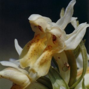 Orchidée sureau