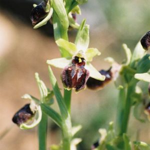 Ophrys araignée - Causse du Larzac, vers La Couvertoirade