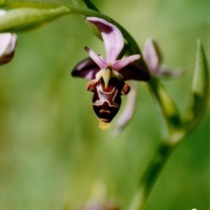 Ophrys bécasse - Gorges de la Vis