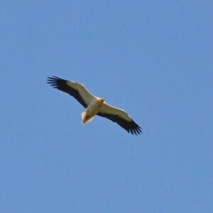 vautour percnoptère - Gorges de la Vis