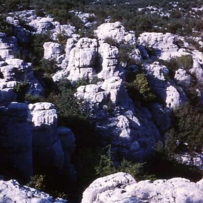 1960 La forêt du Coutach au-dessus de Corconne dans le Gard 