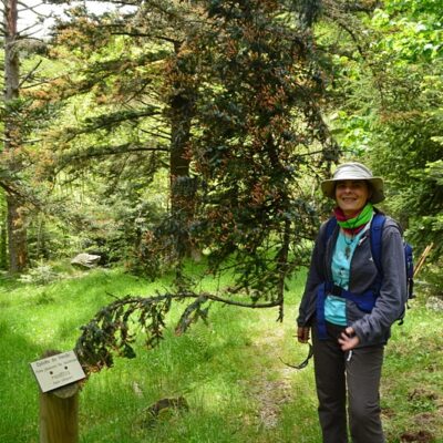 2016 - à l'Arboretum de "l'Hort de Dieu" (Mont Aigoual) - Epicéa du Hondo (Japon)