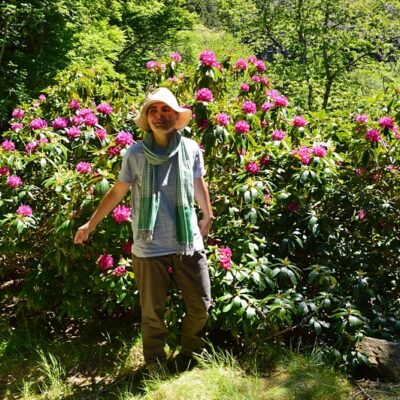 2017 - les rhododendrons à l'Arboretum de « l'Hort de Dieu », Mt Aigoual